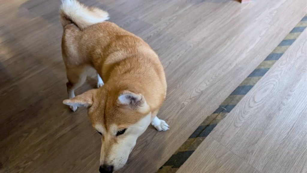 LINE ALBUM 2026122 260129 22