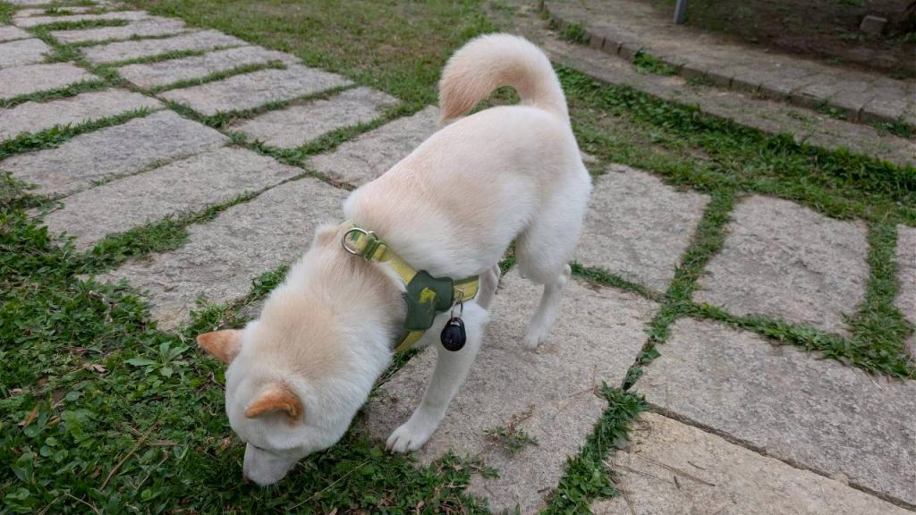 LINE ALBUM 202632 260302 16