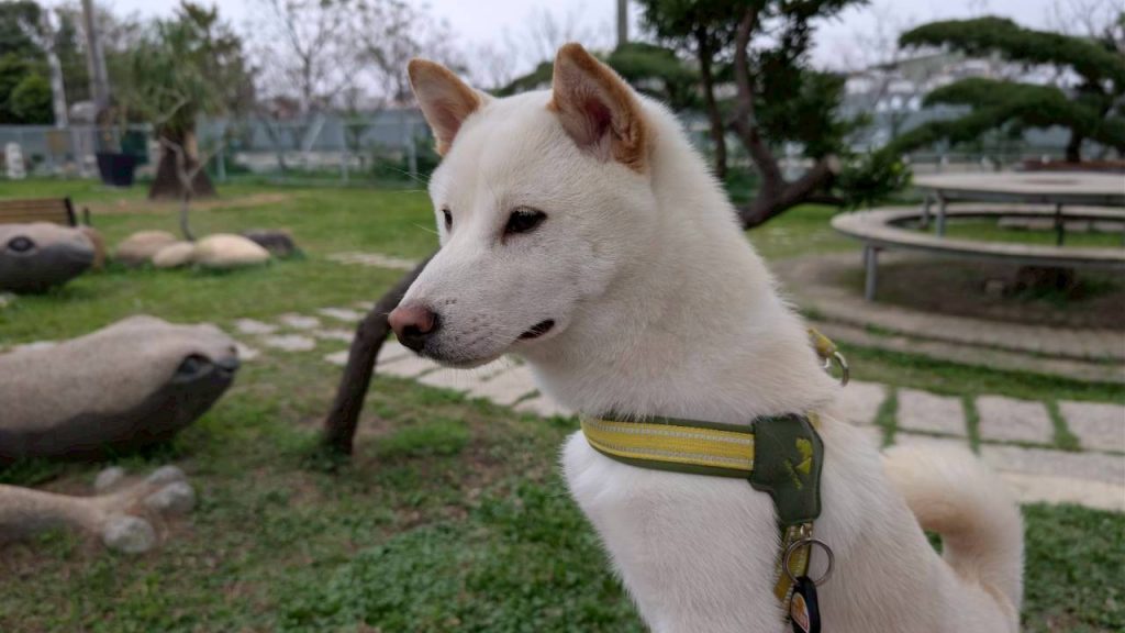 LINE ALBUM 202632 260302 8