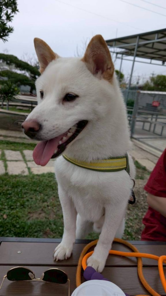 LINE ALBUM 202632 260302 9