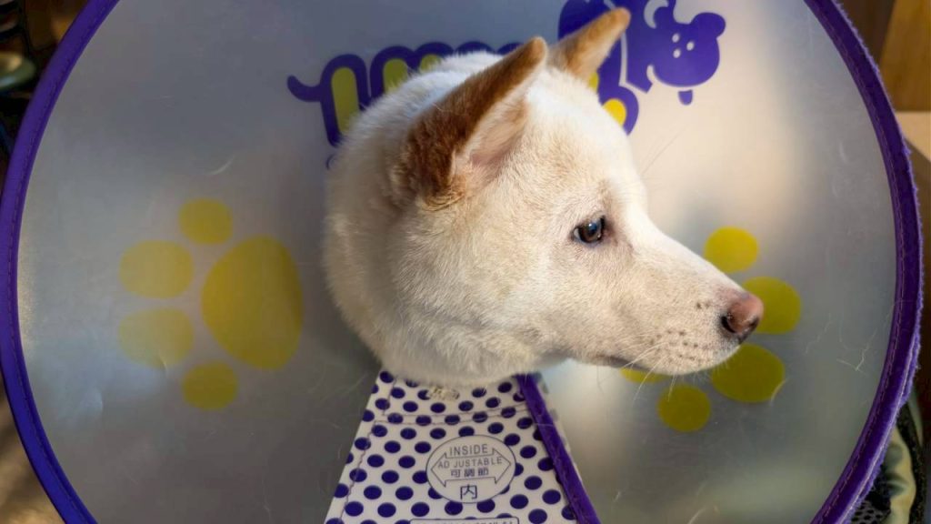 LINE ALBUM 202648 260408 23 LINE ALBUM 202648 260408 23